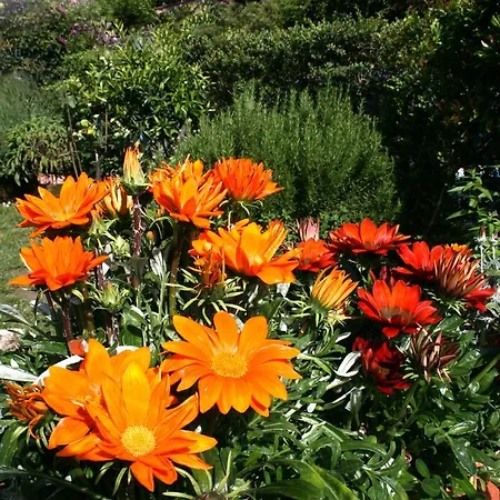 Casa Flora Lejlighed *